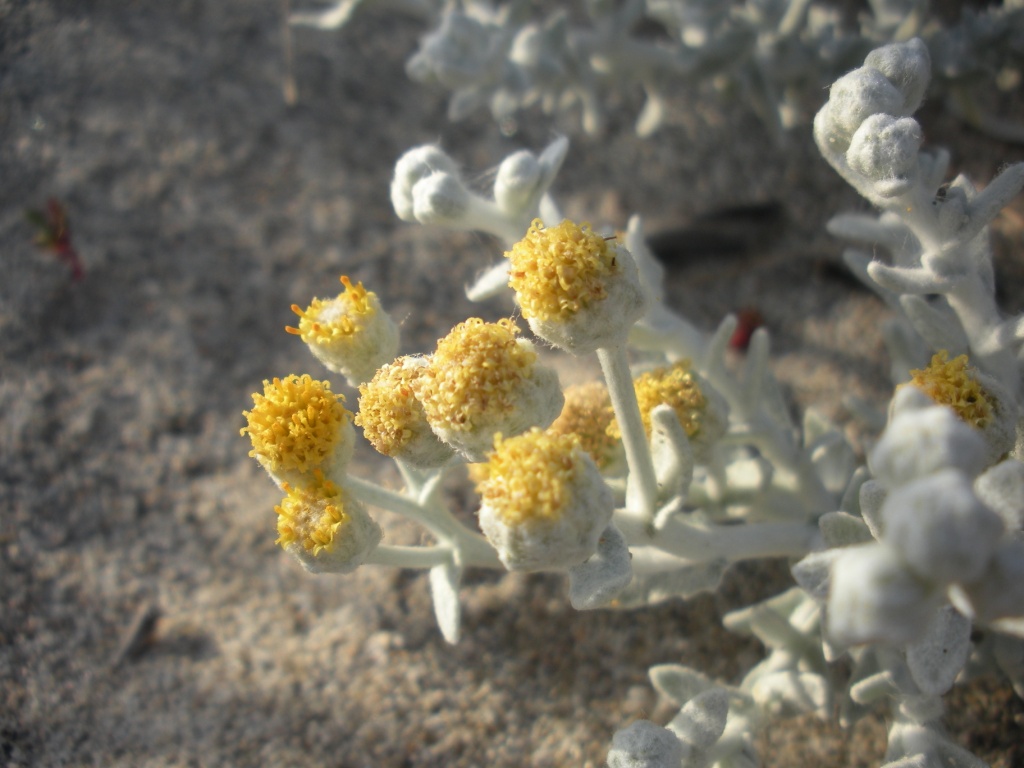 Otanthus maritimus